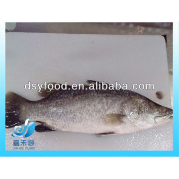 FRESH FROZEN BARRAMUNDI SEA BASS WHOLE ROUND